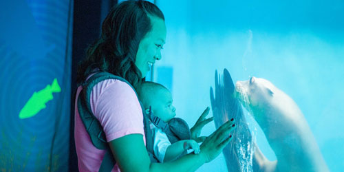 Sealion Tank at Mystic Aquarium - Mystic, CT