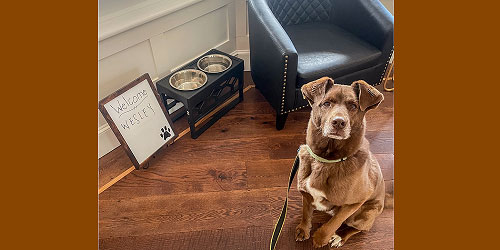 Say Hi to Wesley - Rockport Harbor Hotel - Rockport, ME