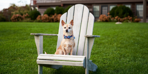 Pet Friendly