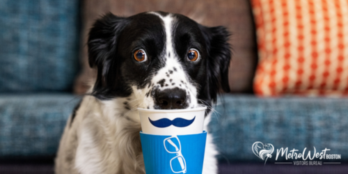 Pet Friendly Lodging